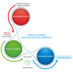 triple_enzyme_french_15-03-16